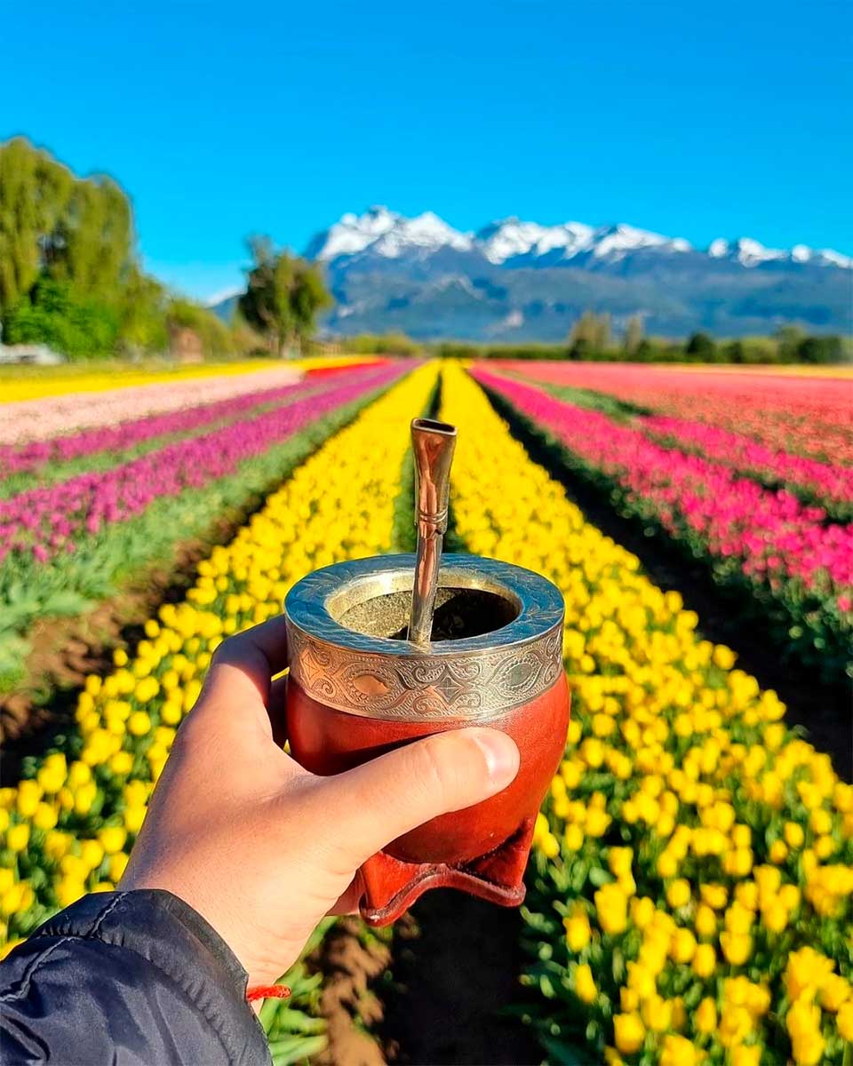 Mate imperial con bombilla en la patagonia